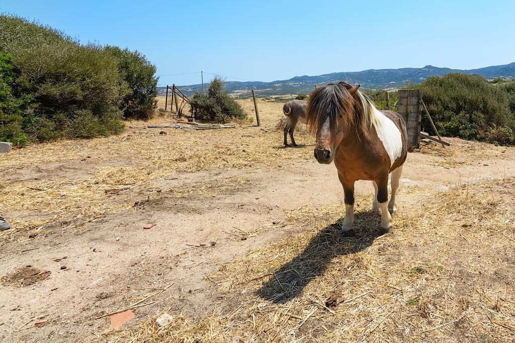 Agriturismo Lu Nodu Greuli Buitenkant foto